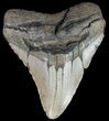 Bargain, Megalodon Tooth - North Carolina #67117-1